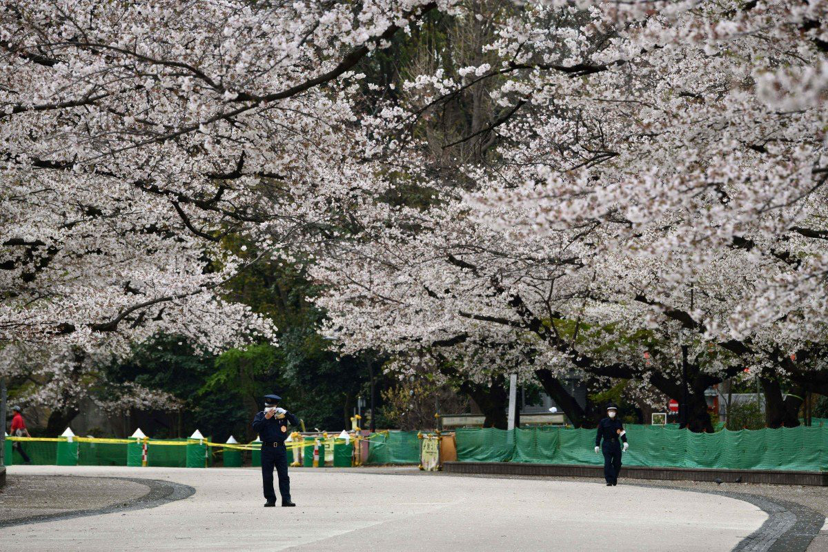 Mùa hoa anh đào buồn vì vắng khách du lịch tại Nhật Bản: Người kinh doanh méo mặt, cư dân thích thú trước sự bình yên hiếm có - Ảnh 1.