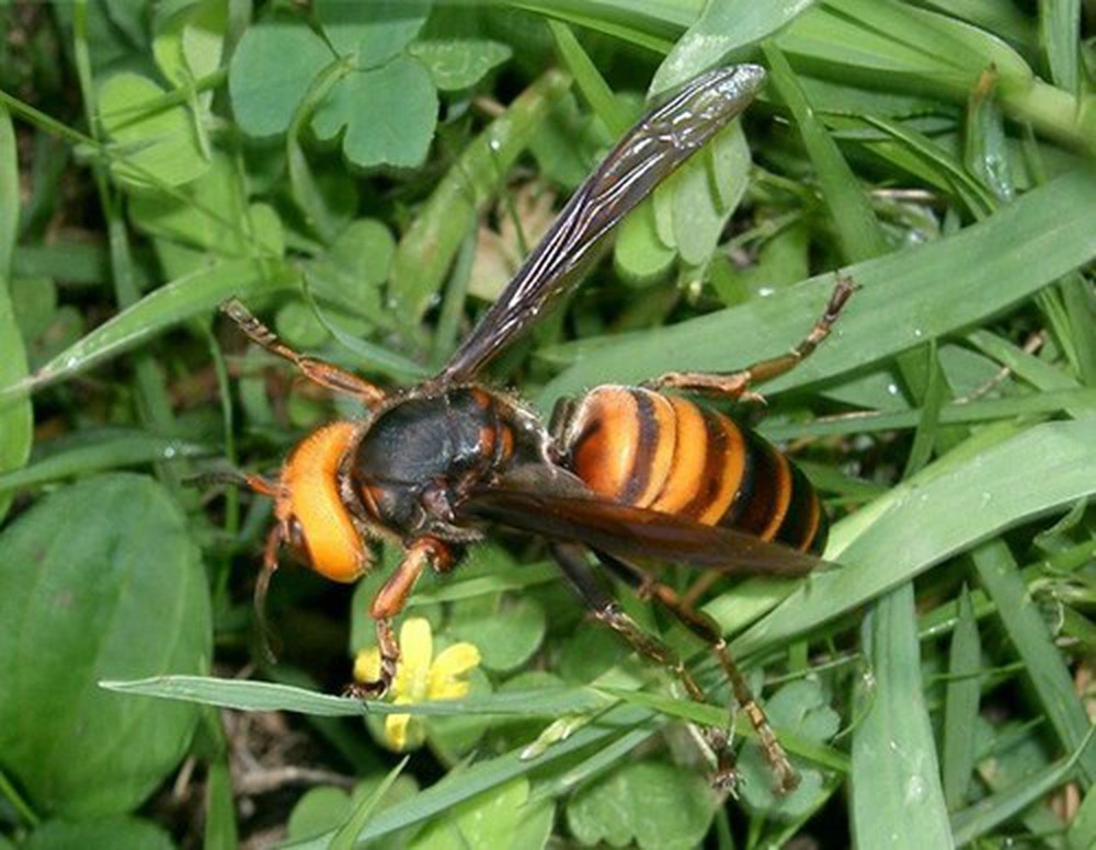 Ong bắp cày khổng lồ châu Á khiến nước Anh thiệt hại hơn 224 tỷ/năm - Ảnh 4.