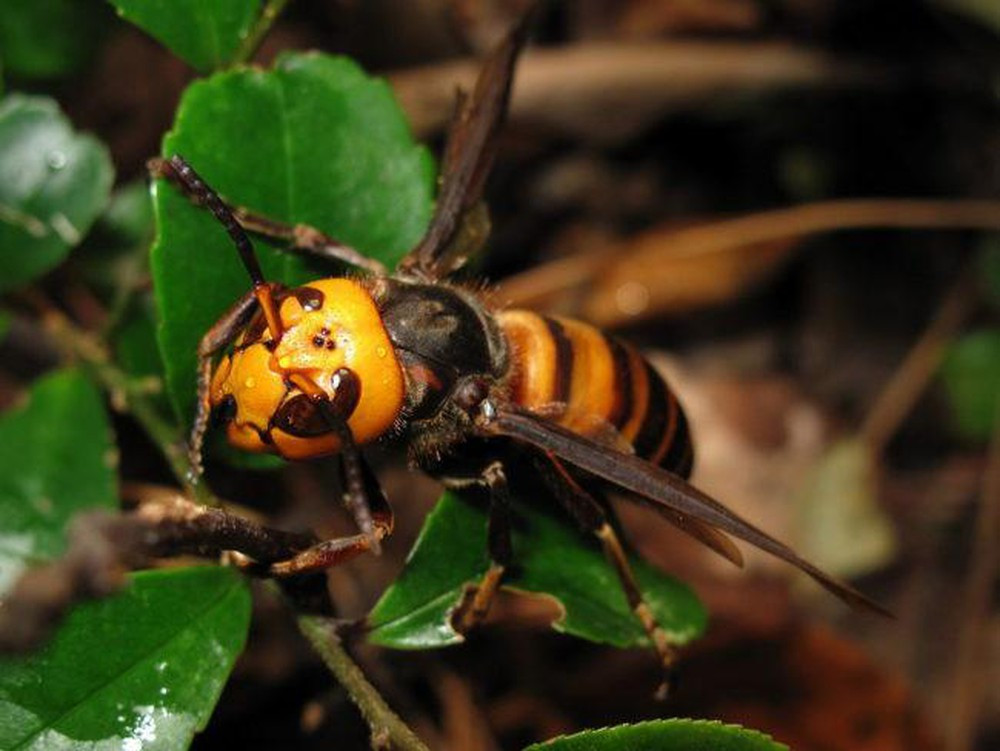 Ong bắp cày khổng lồ châu Á khiến nước Anh thiệt hại hơn 224 tỷ/năm - Ảnh 3.