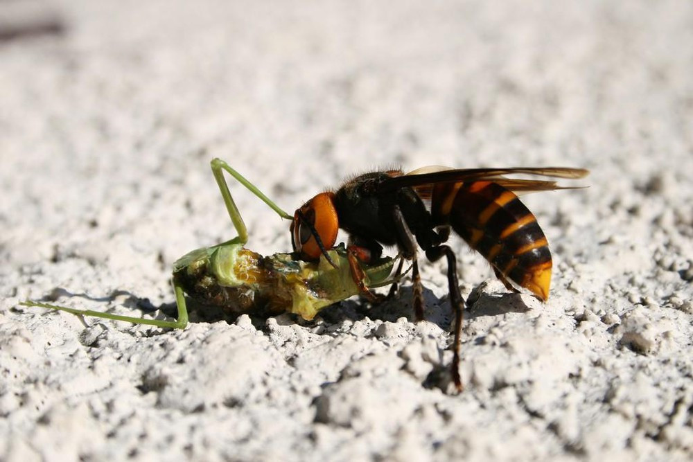 Ong bắp cày khổng lồ châu Á khiến nước Anh thiệt hại hơn 224 tỷ/năm - Ảnh 5.