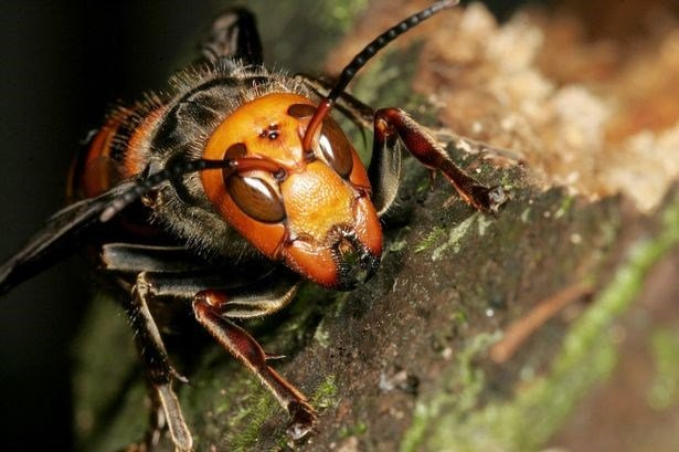 Ong bắp cày khổng lồ châu Á khiến nước Anh thiệt hại hơn 224 tỷ/năm - Ảnh 6.