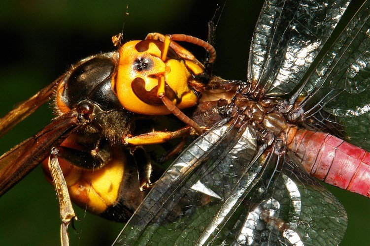 Ong bắp cày khổng lồ châu Á khiến nước Anh thiệt hại hơn 224 tỷ/năm - Ảnh 2.