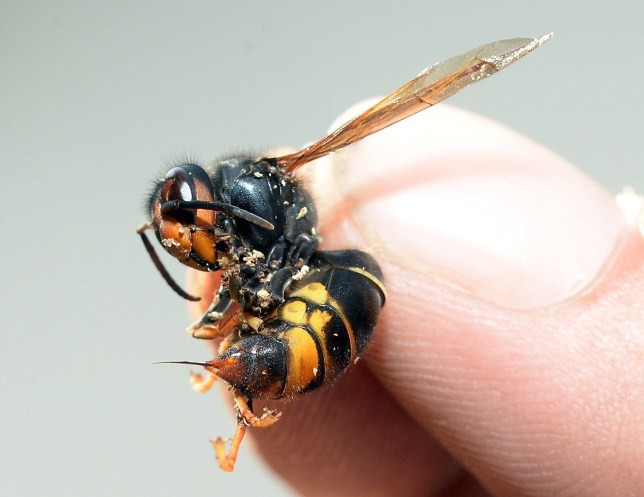 Ong bắp cày khổng lồ châu Á khiến nước Anh thiệt hại hơn 224 tỷ/năm - Ảnh 1.