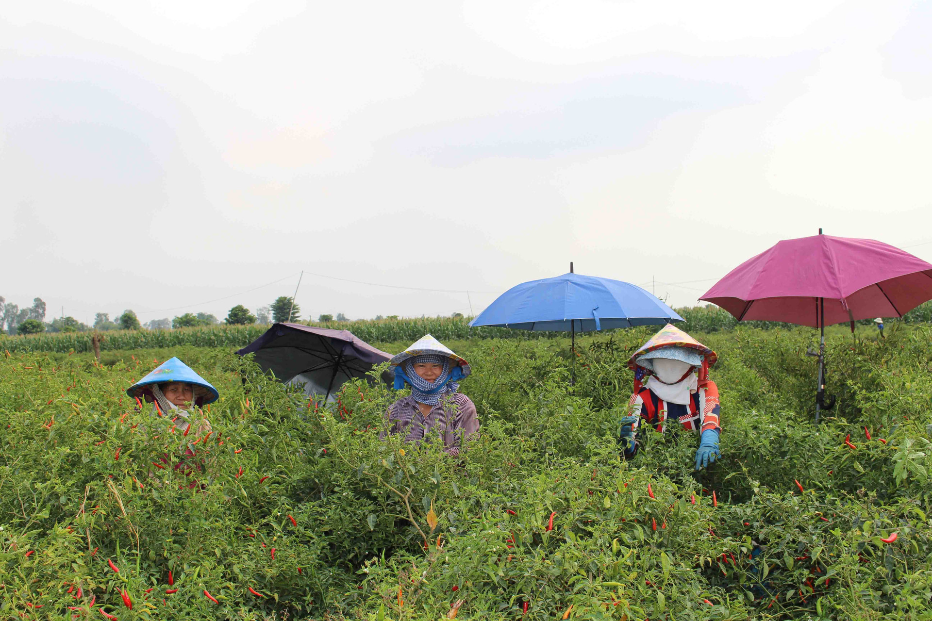 Nông dân thị xã Tân Châu vừa chủ động sản xuất, vừa phòng chống dịch bệnh Covid-19 - Ảnh 1.