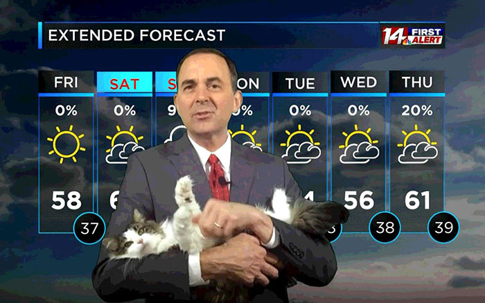 MC dự báo thời tiết gây bão mạng vì đang làm việc tại nhà thì mèo nhảy vào 