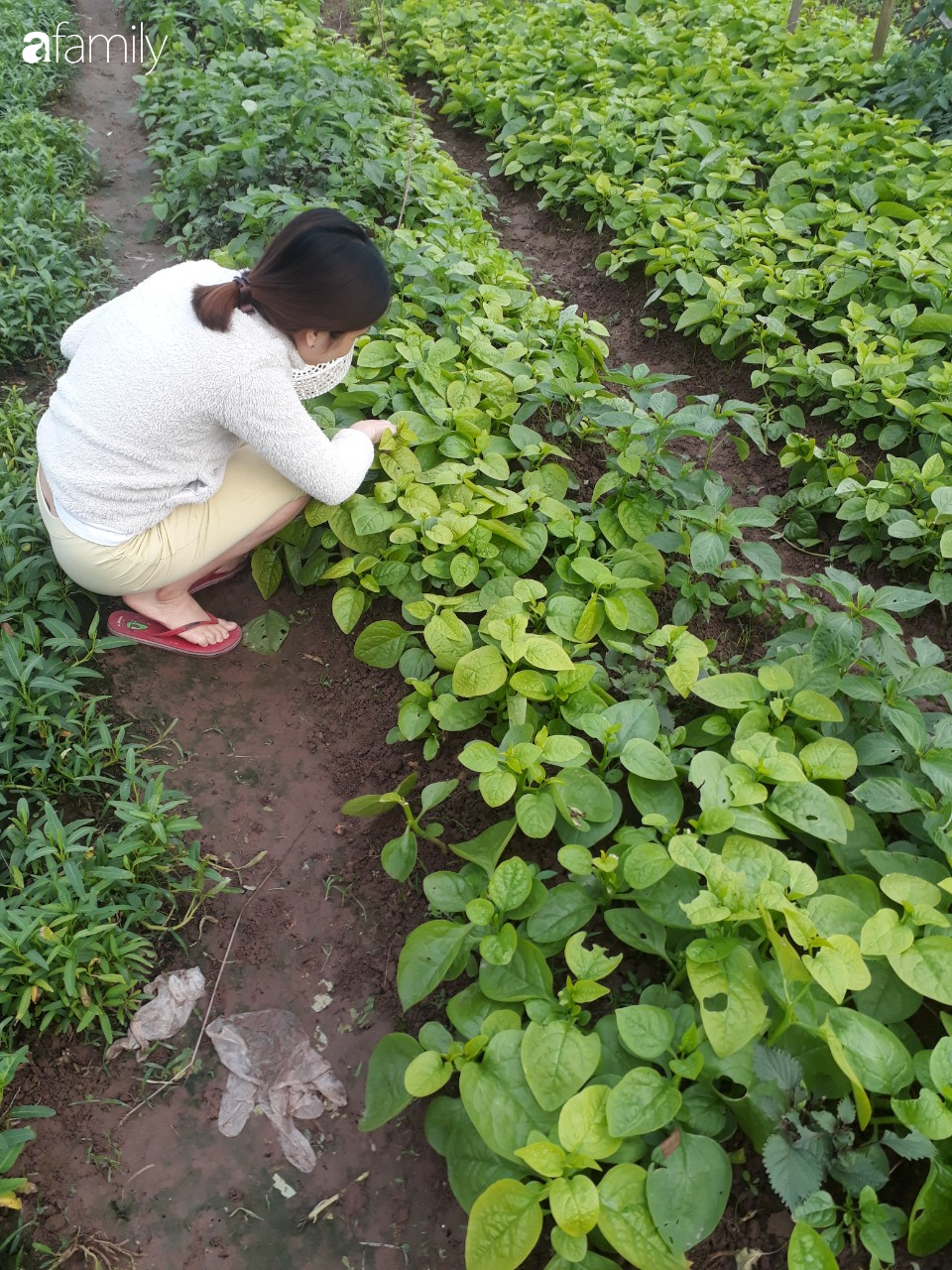 Thuê đất trồng rau, nuôi gà trên sân thượng, mẹ trẻ Hà Nội một tháng đi chợ không quá 2 lần, tiêu không quá 1.5 triệu - Ảnh 6.