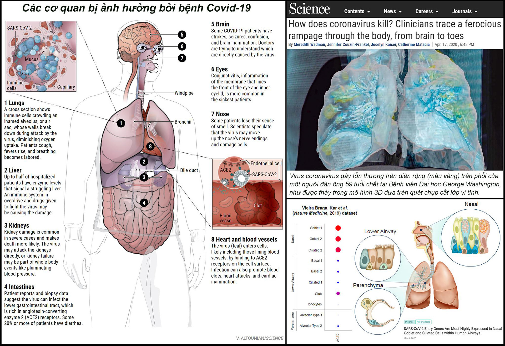 Chuyên gia cảnh báo: Những mặt trận Virus nCoV tấn công trên cơ thể con người - Ảnh 3.