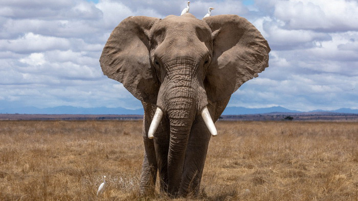 Khám phá khả năng tiềm ẩn qua con voi bạn chọn: Nếu là số 3, rất mạnh về ăn nói - Ảnh 2.