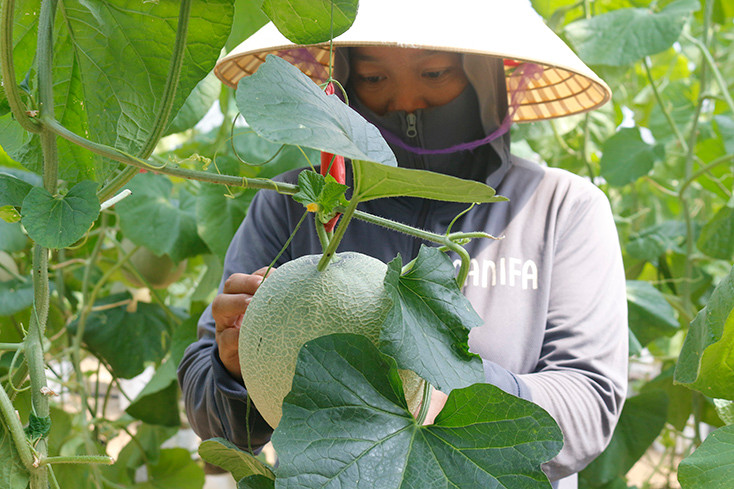 Trang trại của Công ty TNHH Thương mại Hiếu Hằng bước đầu ứng dụng một số tiện ích công nghệ, nâng cao hiệu quả sản xuất.