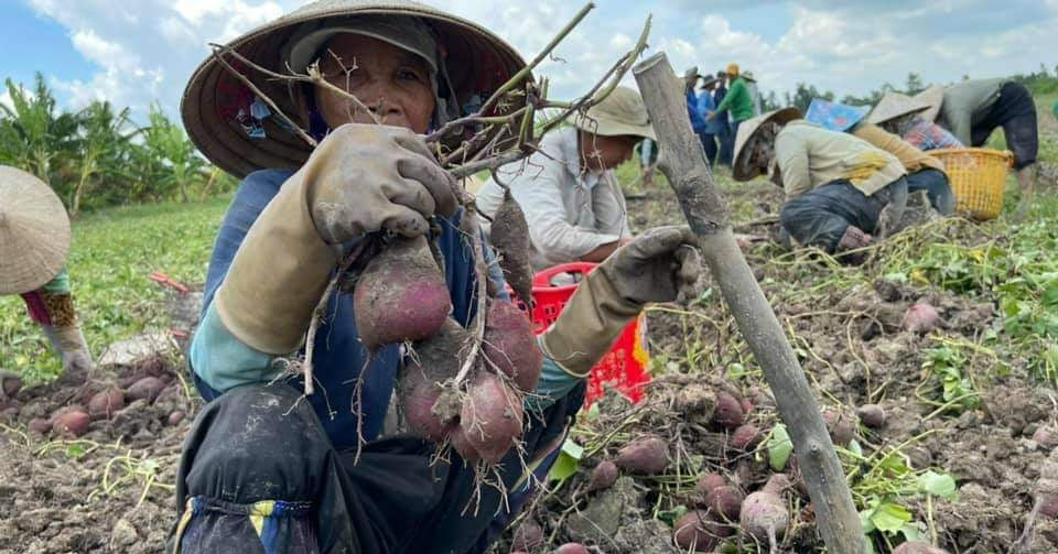 Vừa mới lập, nhóm "Nông sản Vĩnh Long" đã tiêu thụ hơn 200 tấn nông sản bằng công nghệ số giúp nông dân