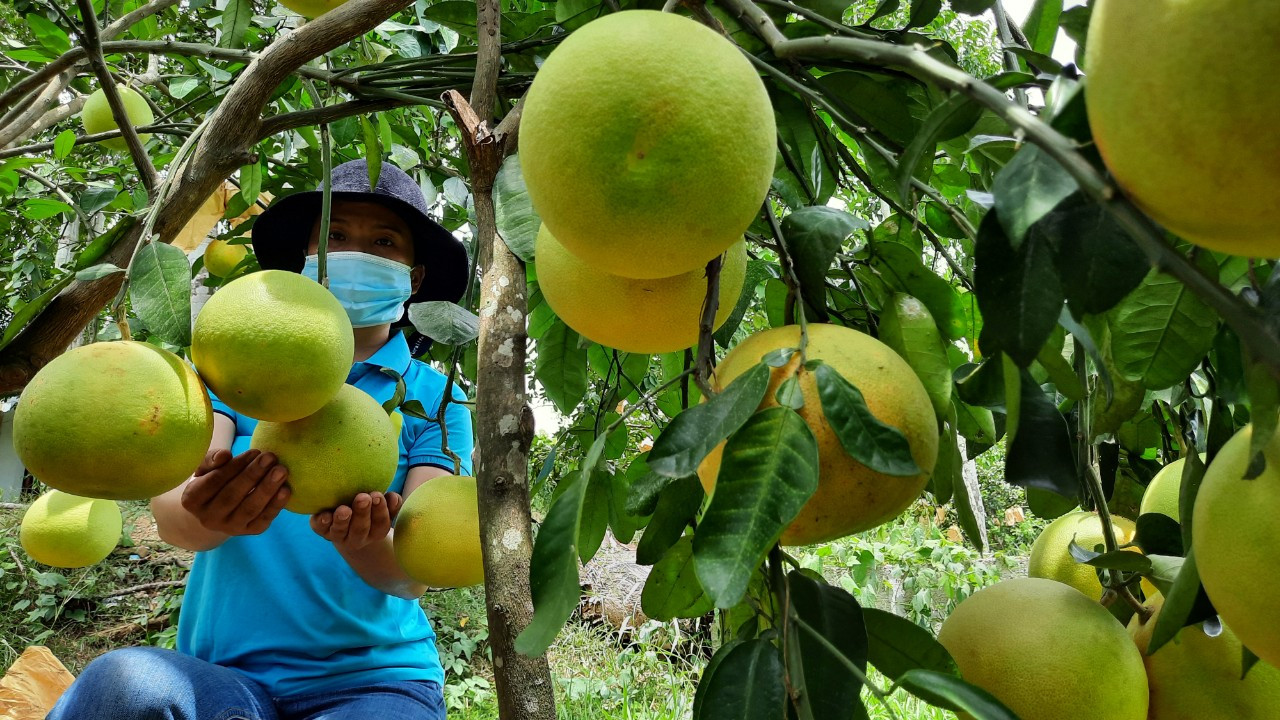 Hà Tĩnh: Đề nghị hỗ trợ kết nối, thúc đẩy tiêu thụ bưởi Phúc Trạch