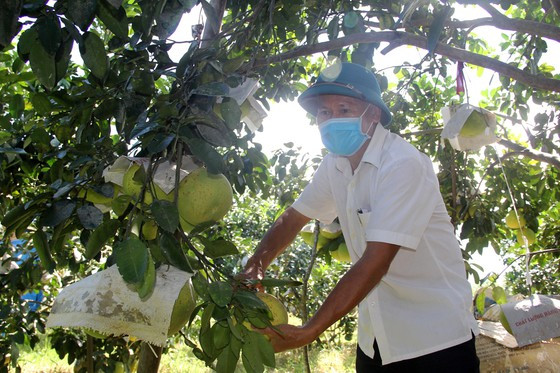 Hà Tĩnh: Đề nghị hỗ trợ kết nối, thúc đẩy tiêu thụ bưởi Phúc Trạch ảnh 8