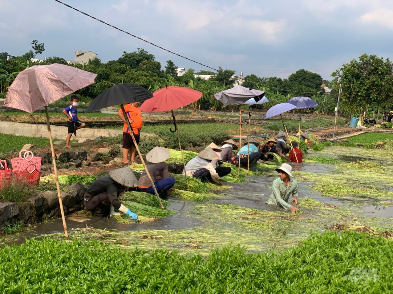  Nông dân thu hoạch rau cần để cung ứng theo chương trình hỗ trợ kết nối cung cầu mùa dịch. Ảnh: MV.