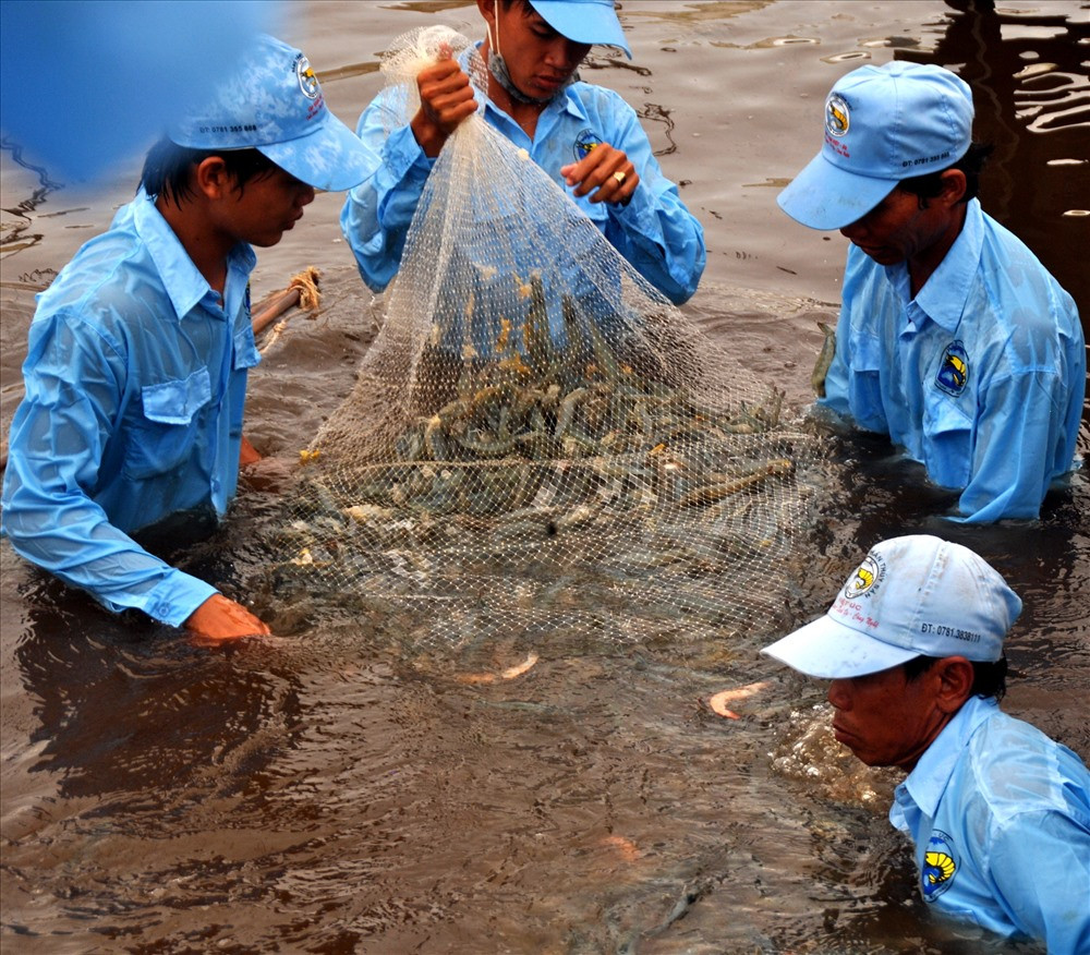 Người dân Khmer ở Bạc Liêu: Áp dụng khoa học – công nghệ nuôi vào trồng thủy, hải sản - Ảnh 5.