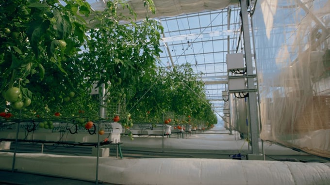 Nhà kính trồng cà chua sạch sẽ, ngăn nắp. Ảnh: BBC.