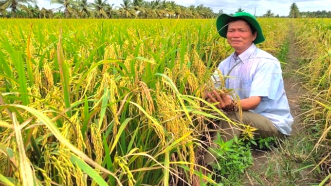 Mô hình lúa thông minh - sạ khóm được áp dụng và cho hiệu quả kinh tế cao ở ĐBSCL.