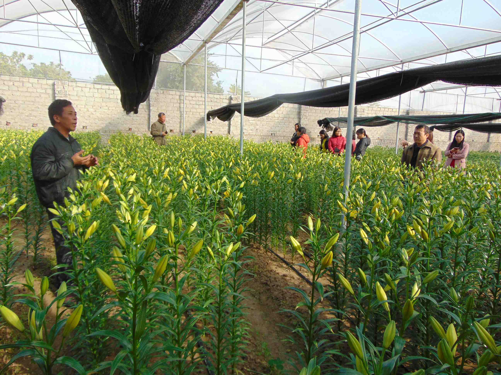 Nông nghiệp 4.0 ở Bắc Giang - Ảnh 1.