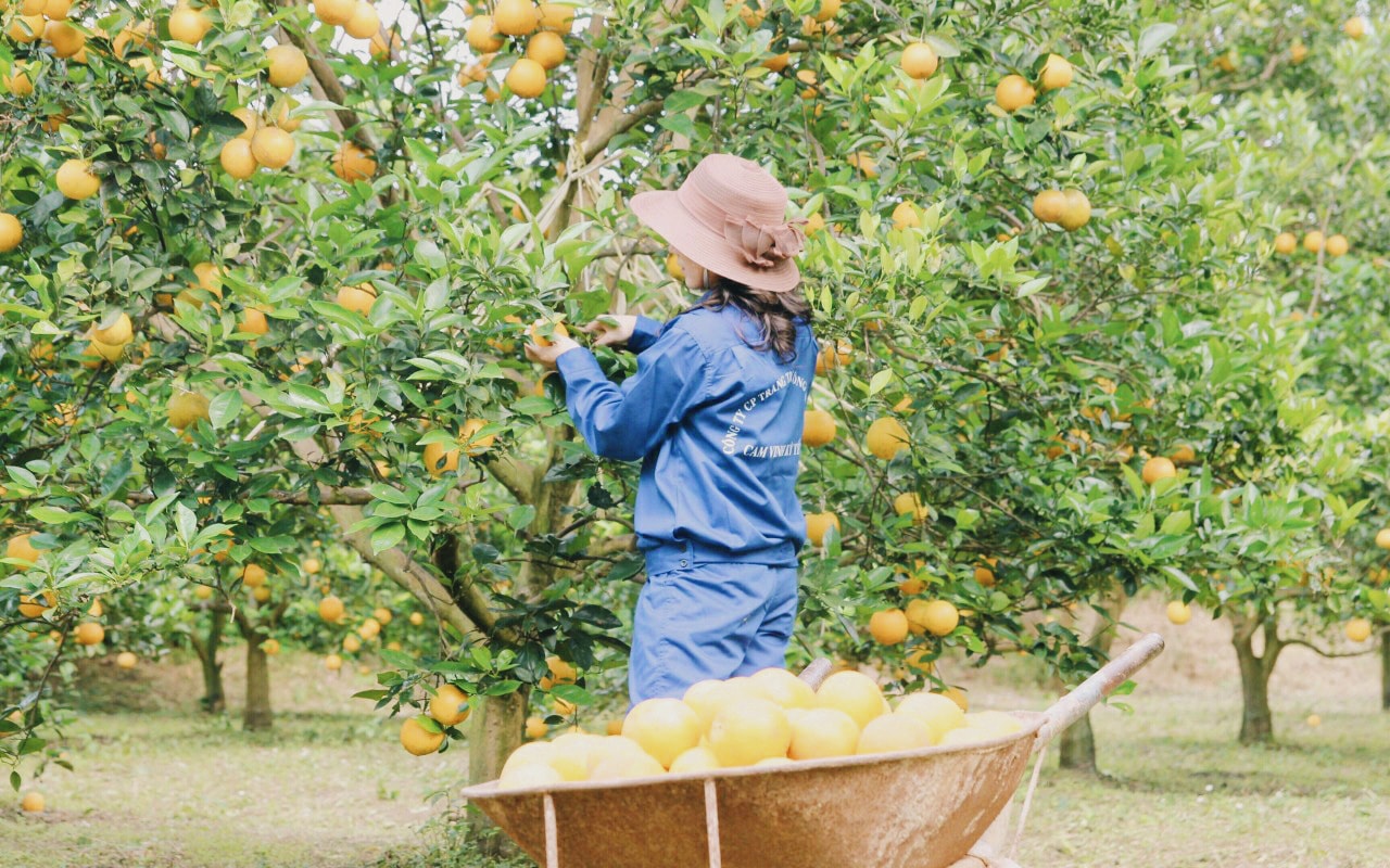 8 năm dùng Facebook kể chuyện trồng cam, không chỉ có "tích xanh", cơ sở này còn thu hàng tỷ đồng