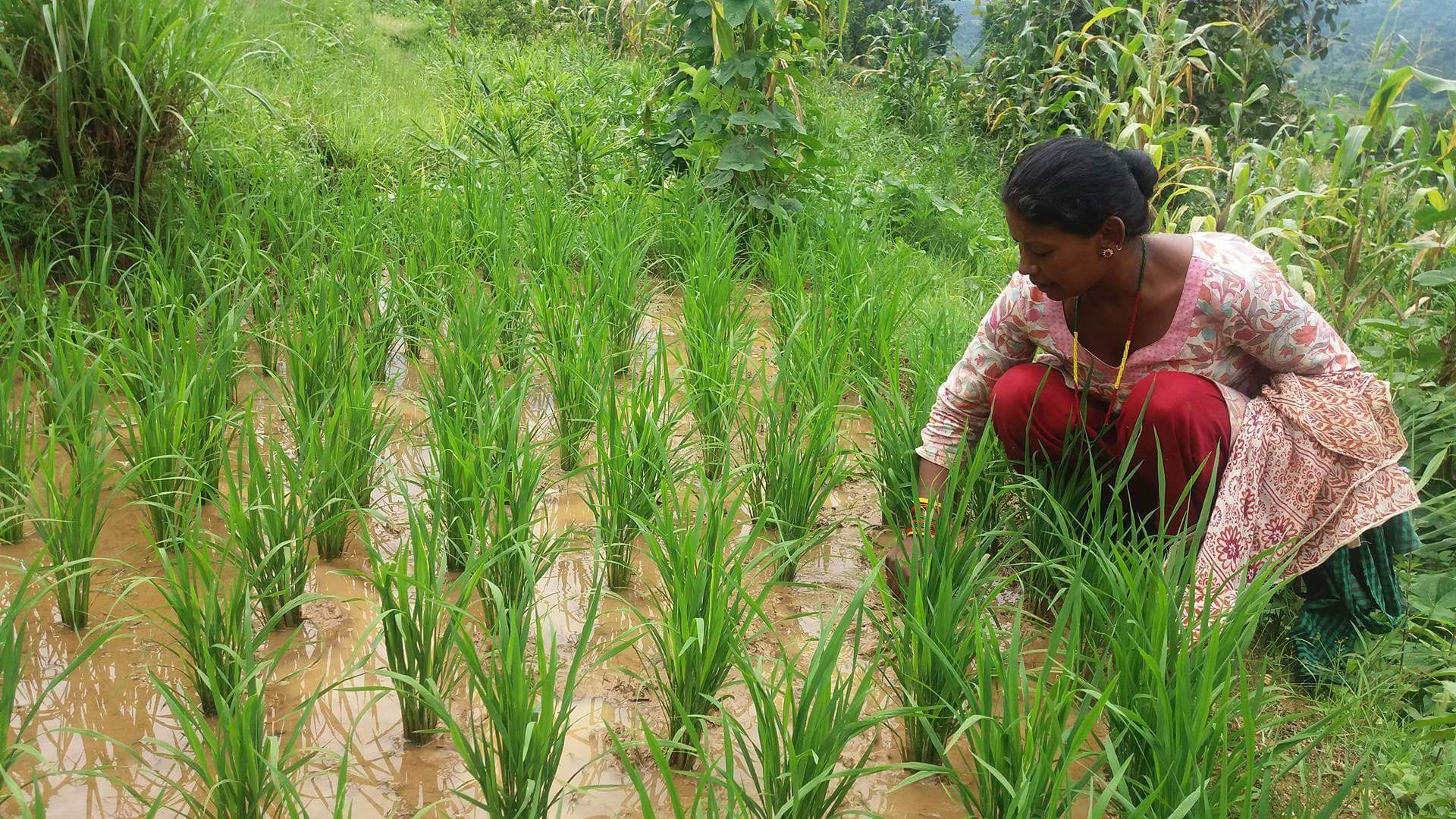 Những công nghệ giúp Nepal vượt qua đại dịch COVID-19, xóa đói giảm nghèo - Ảnh 1.