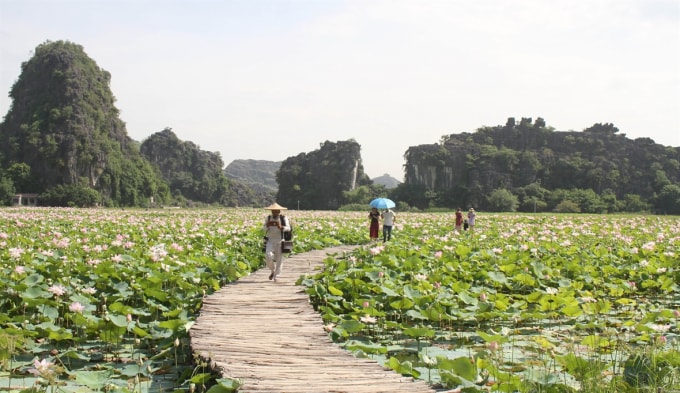 Cánh đồng sen Nhật tại huyện Hoa Lư, tỉnh Ninh Bình phục vụ du khách đến tham quan. Ảnh: Thùy Dung.