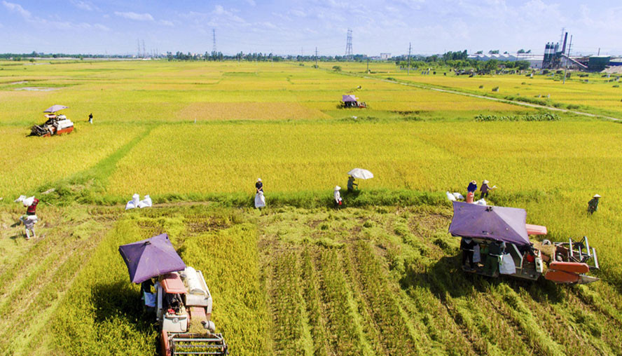 Giải pháp thúc đẩy chuyển đổi số nông nghiệp Việt Nam  - Ảnh 1.