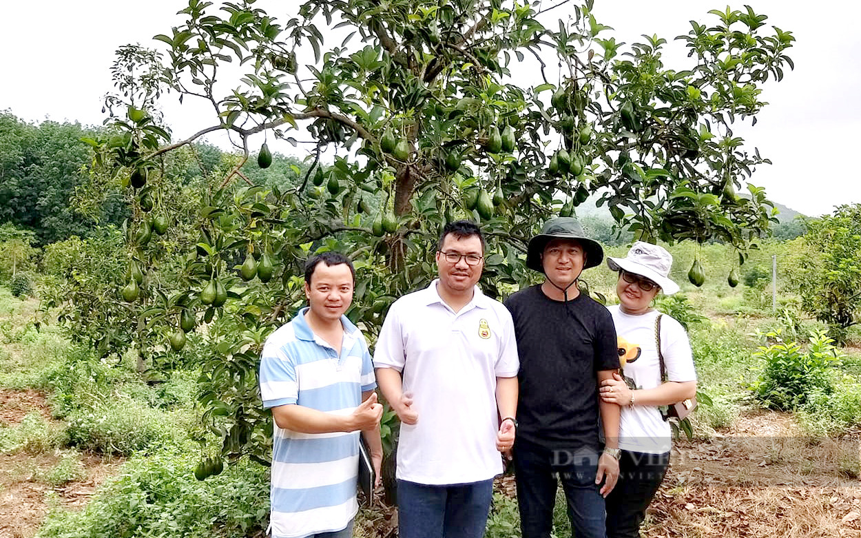 Anh Đặng Dương Minh Hoàng (thứ 2, từ trái sang) bên một cây bơ Mã Dưỡng sai trĩu quả. Ảnh: NVCC