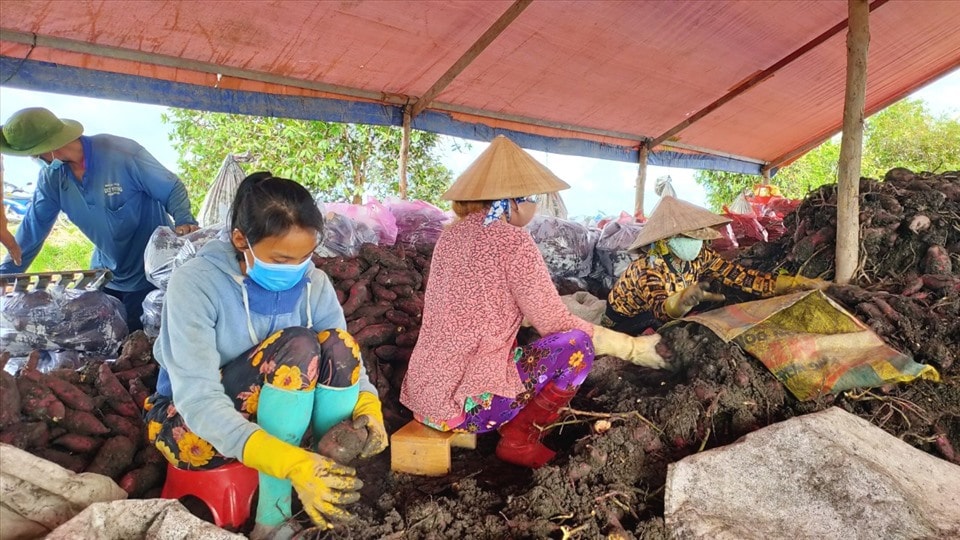 Kiên Giang: Sẽ đưa hơn 100.000 hộ sản xuất nông nghiệp lên sàn TMĐT