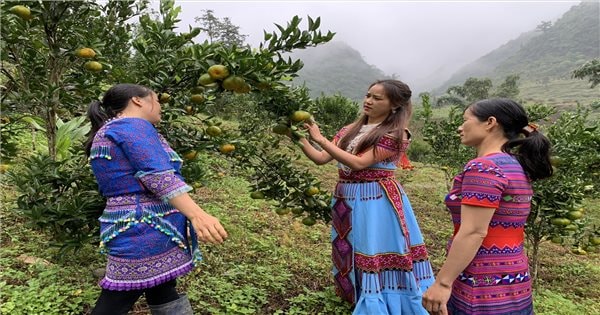 Cô gái người Mông giúp nông dân tiêu thụ sản phẩm bằng công nghệ số