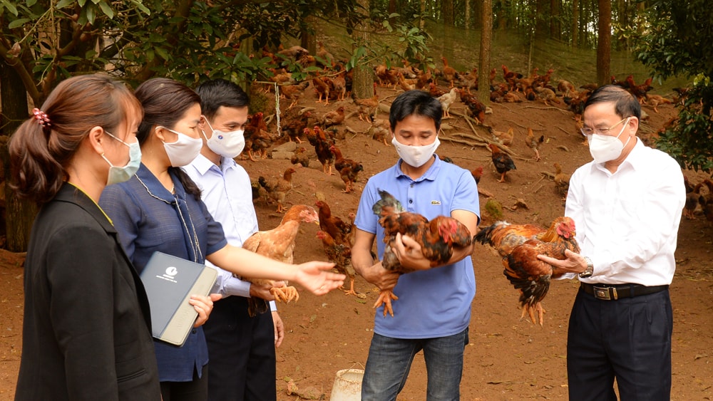 Bắc Giang: Phê duyệt Đề án Hội Nông dân là nòng cốt trong nâng cao chất lượng sản phẩm OCOP - Ảnh 1.