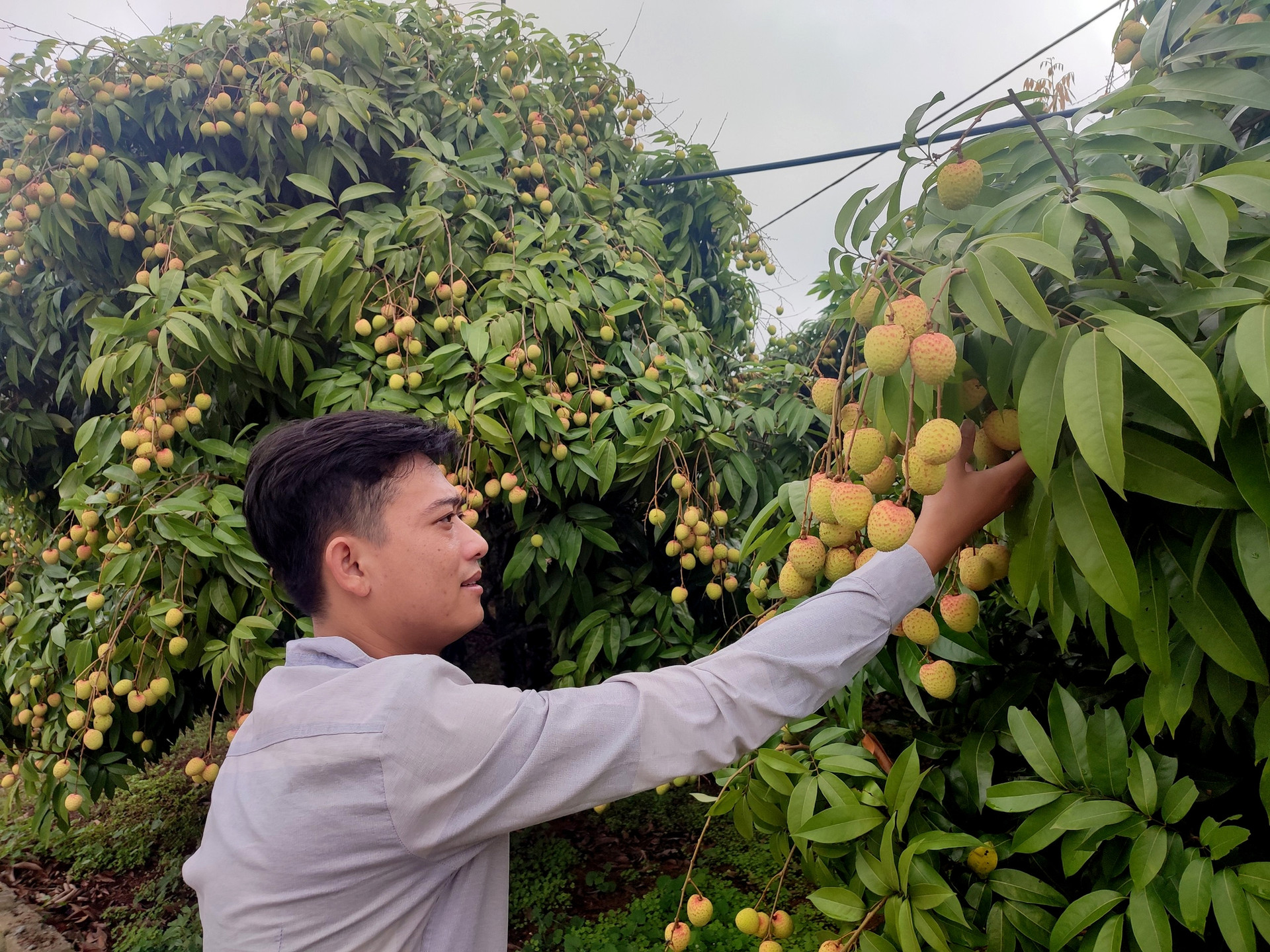 Đẩy mạnh tiêu thụ vải thiều, nông sản Bắc Giang mùa vụ 2022 trên sàn TMĐT  - Ảnh 3.