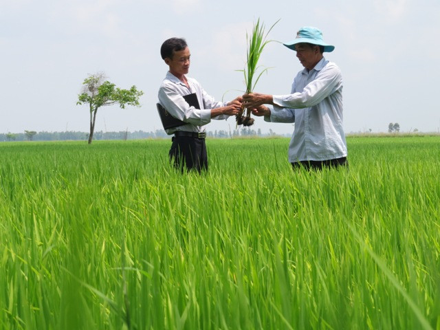 Hợp tác - liên kết, một trong những “chìa khóa” giúp nông dân trở nên chuyên nghiệp. Ảnh minh họa, nguồn: baodongthap.vn