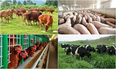 CSDL ngành chăn nuôi: bước đột phá CĐS nông nghiệp - Ảnh 2.