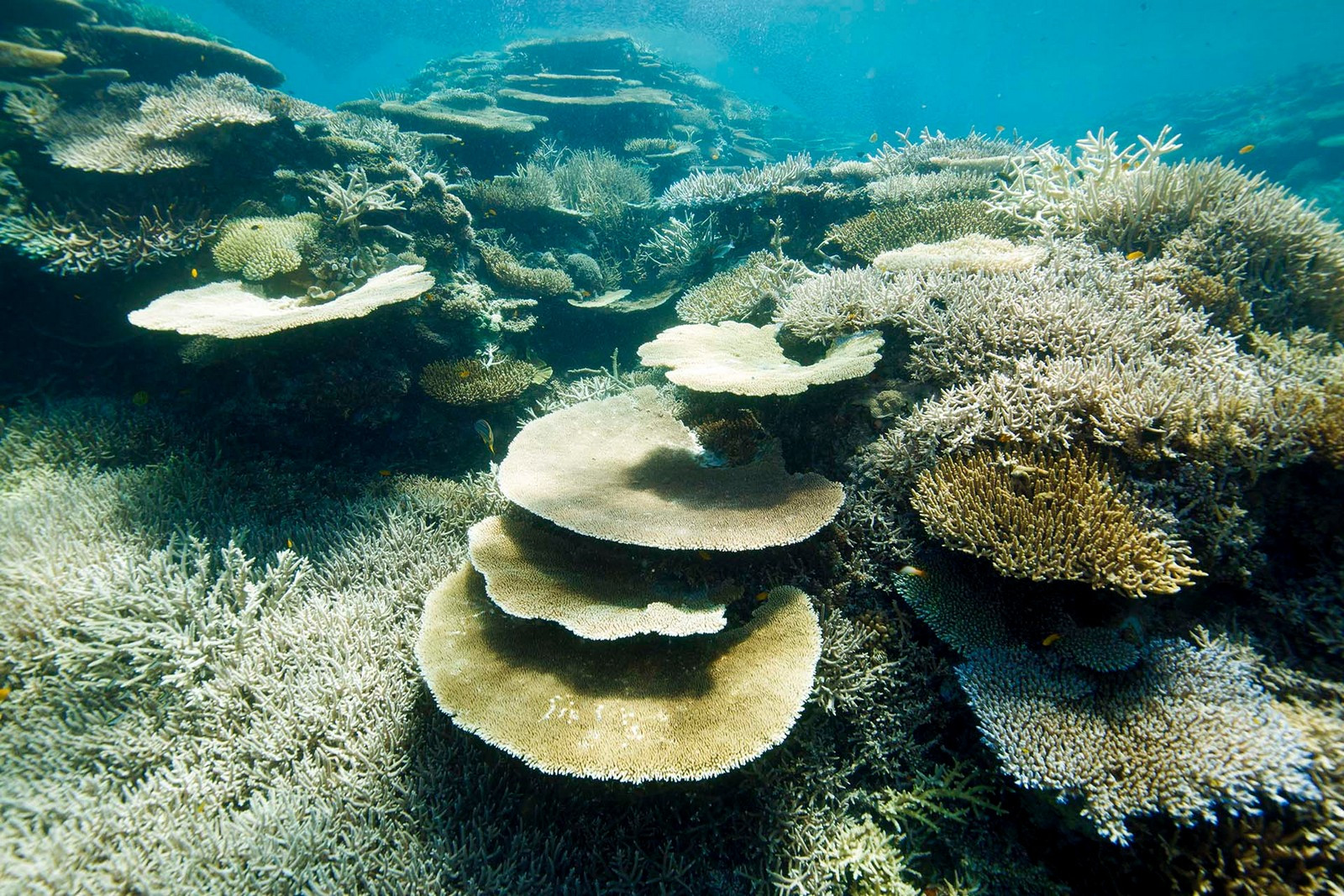 Dùng công nghệ học sâu để hỗ trợ bảo vệ rạn san hô Bờ Đá Lớn - Ảnh 1.