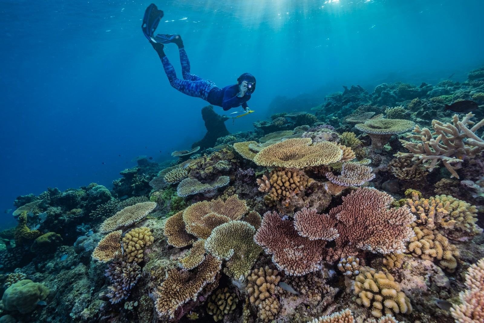 Dùng công nghệ học sâu để hỗ trợ bảo vệ rạn san hô Bờ Đá Lớn - Ảnh 3.