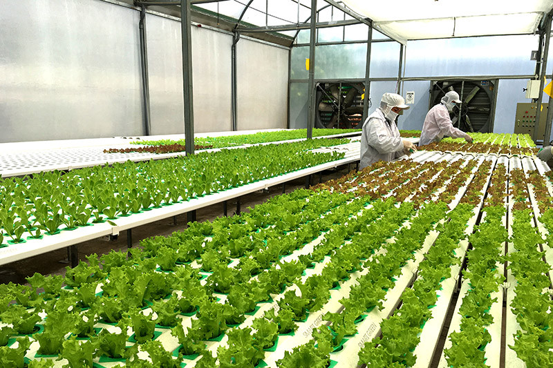 HTX Bản Mé Công nghệ Israel mang lại thành công trong trồng cà chua
