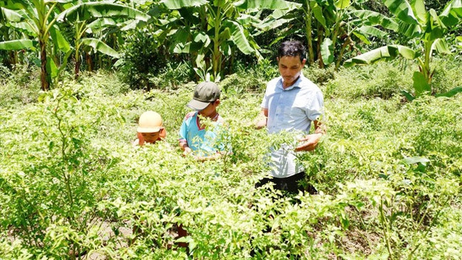 Quảng Nam: Phát triển mô hình xây dựng tổ khuyến nông cộng đồng - Ảnh 1.