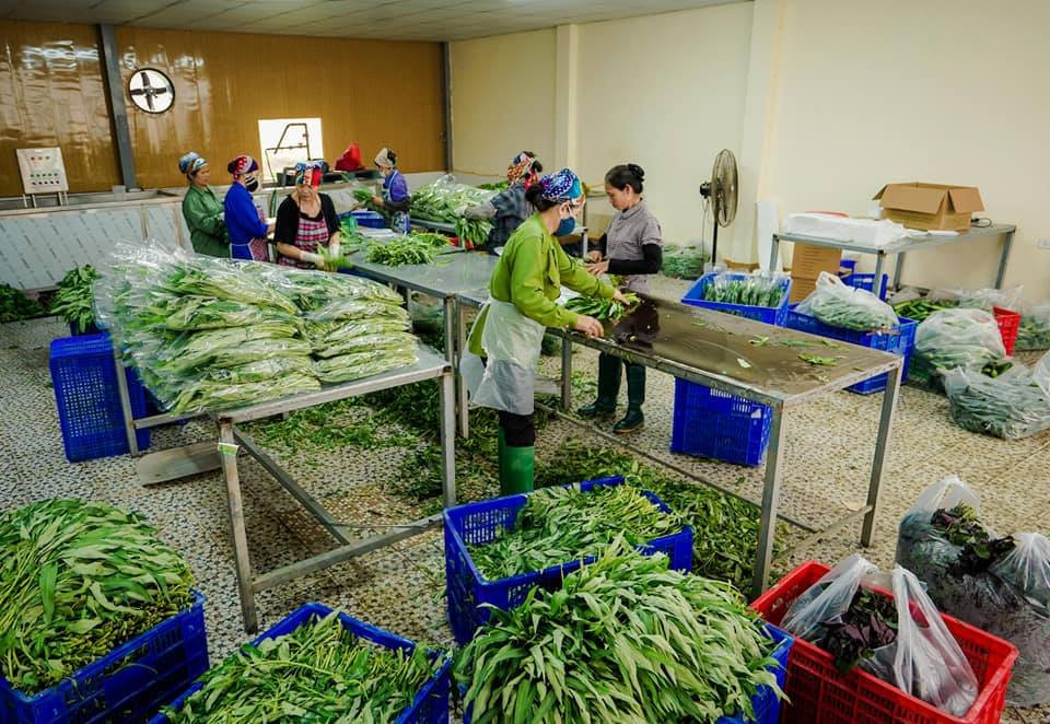 Bắc Giang: Ứng dụng công nghệ cao vào sản xuất rau sạch - Ảnh 1.