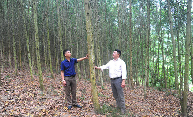 Phát triển kinh tế cho người trồng rừng theo hướng phát triển lâm nghiệp bền vững - Ảnh 1.