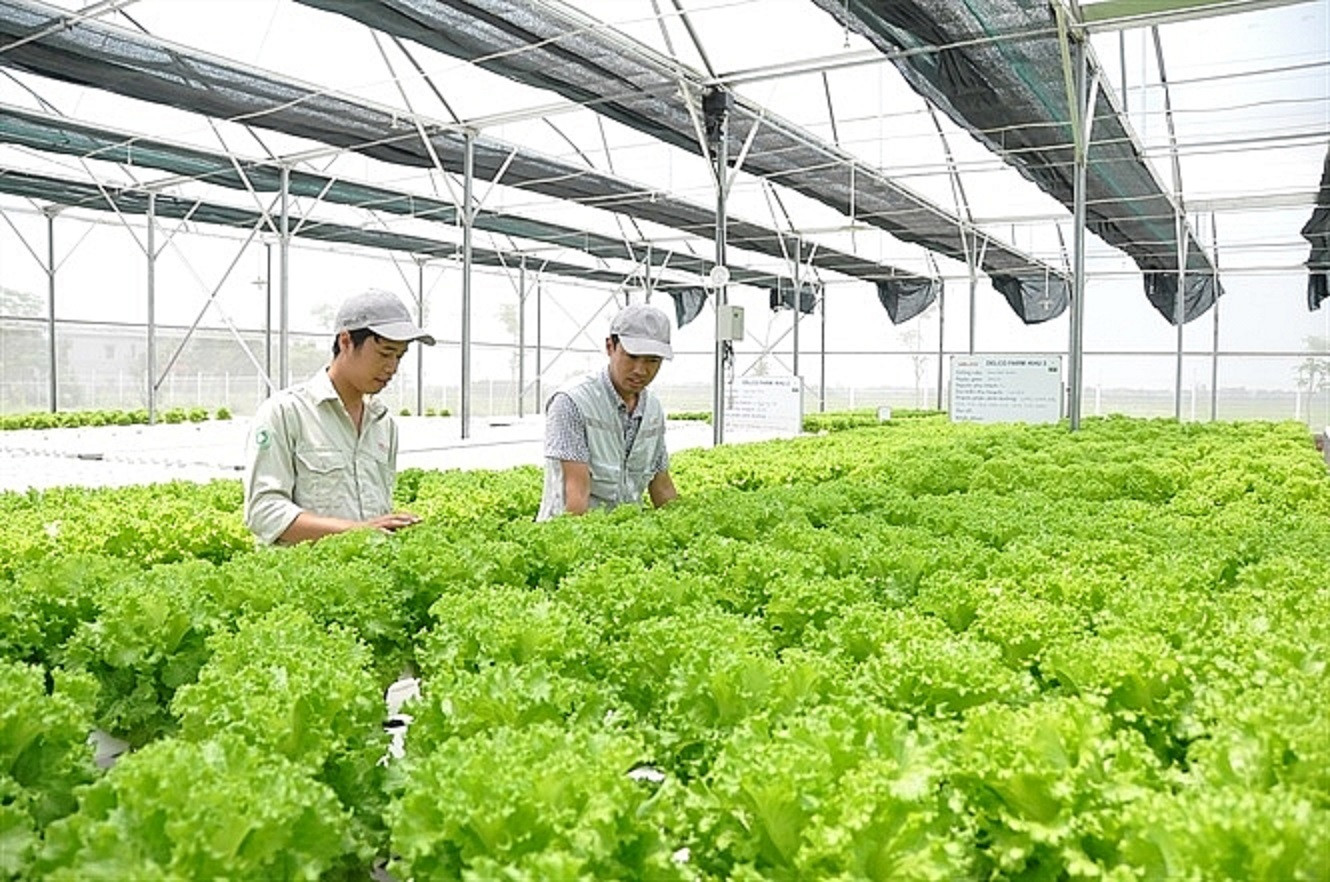 Việt Nam có nhiều tiềm năng phát triển nông nghiệp xanh - Ảnh 1.