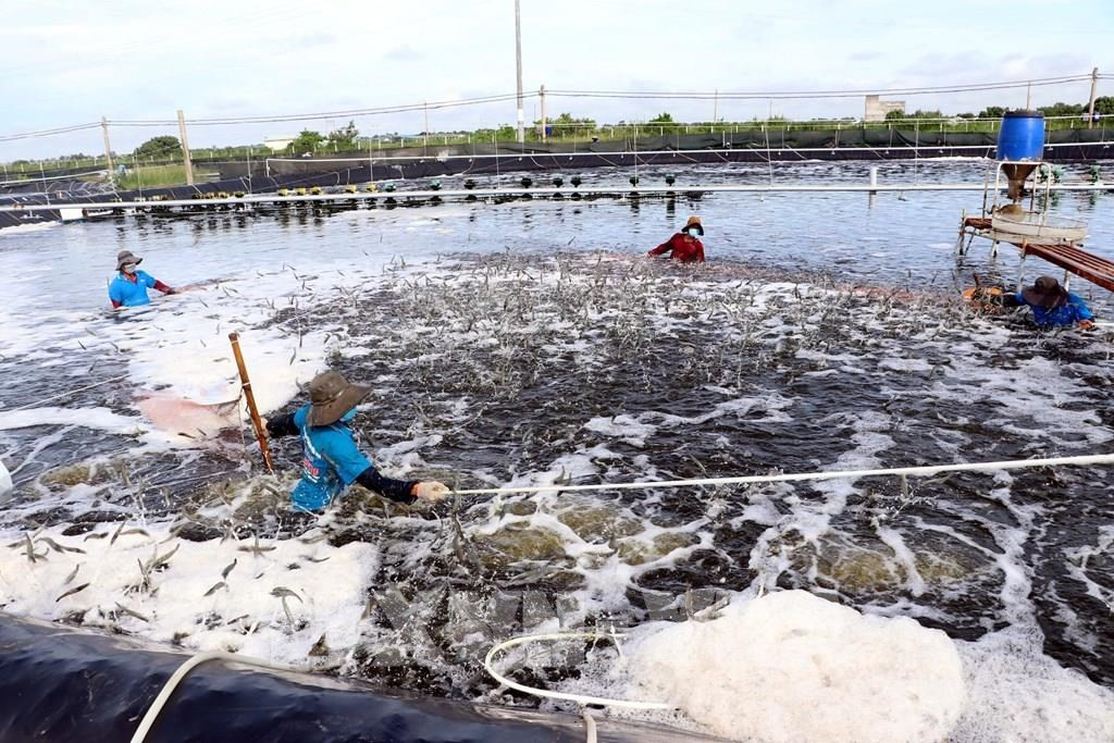Giảm khai thác biển, tăng nuôi trồng, Việt Nam phát triển ngành thủy sản bền vững - Ảnh 1.