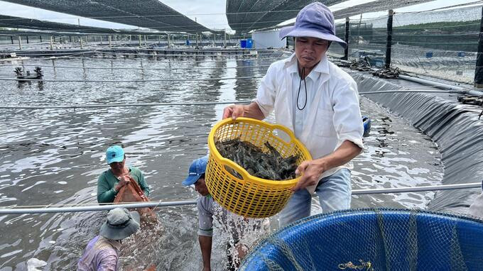 Nuôi tôm công nghệ cao đang là mô hình phát triển khá mạnh tại tỉnh Cà Mau. Ảnh: Trọng Linh.