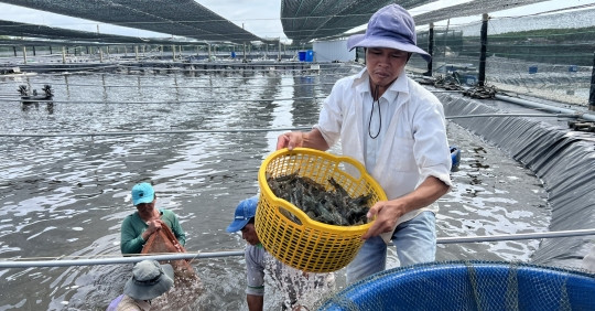 Cà Mau 'số hóa' quản lý sản xuất nông nghiệp