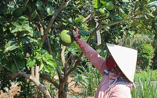Ninh Thuận thúc đẩy phát triển nông nghiệp, nông thôn bền vững - Ảnh 1.