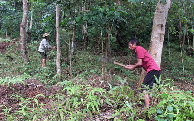 Điện Biên: Tích cực triển khai các chính sách bảo vệ rừng - Ảnh 1.