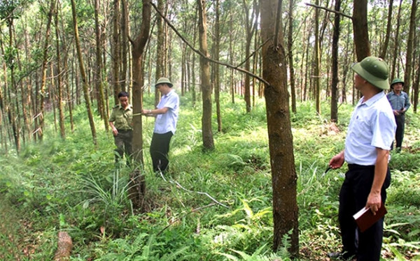 Điện Biên: Tích cực triển khai các chính sách bảo vệ rừng - Ảnh 2.