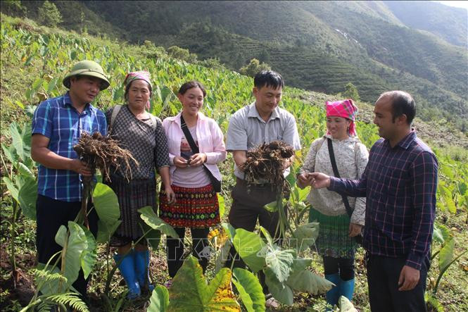 Yên Bái: Gắn sản phẩm OCOP với vùng nguyên liệu