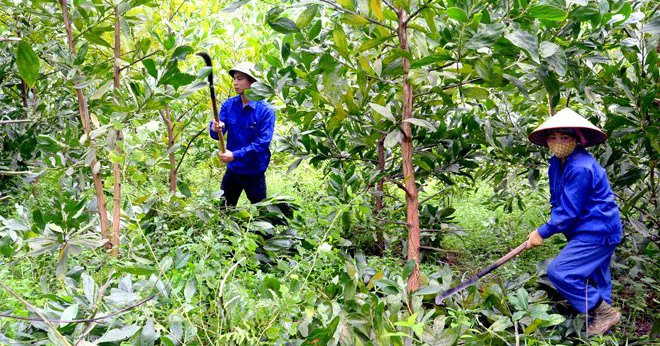 Chuyển đổi số trong nông nghiệp ở Thái Nguyên, quản lý cây xanh, cảnh báo cháy rừng bằng phần mềm