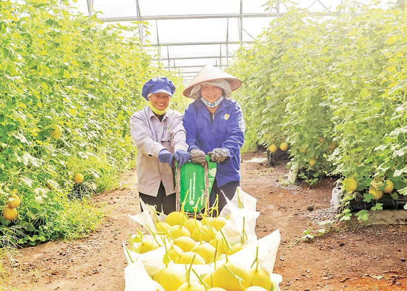 Tỉnh Hà Nam phát triển nông nghiệp công nghệ cao