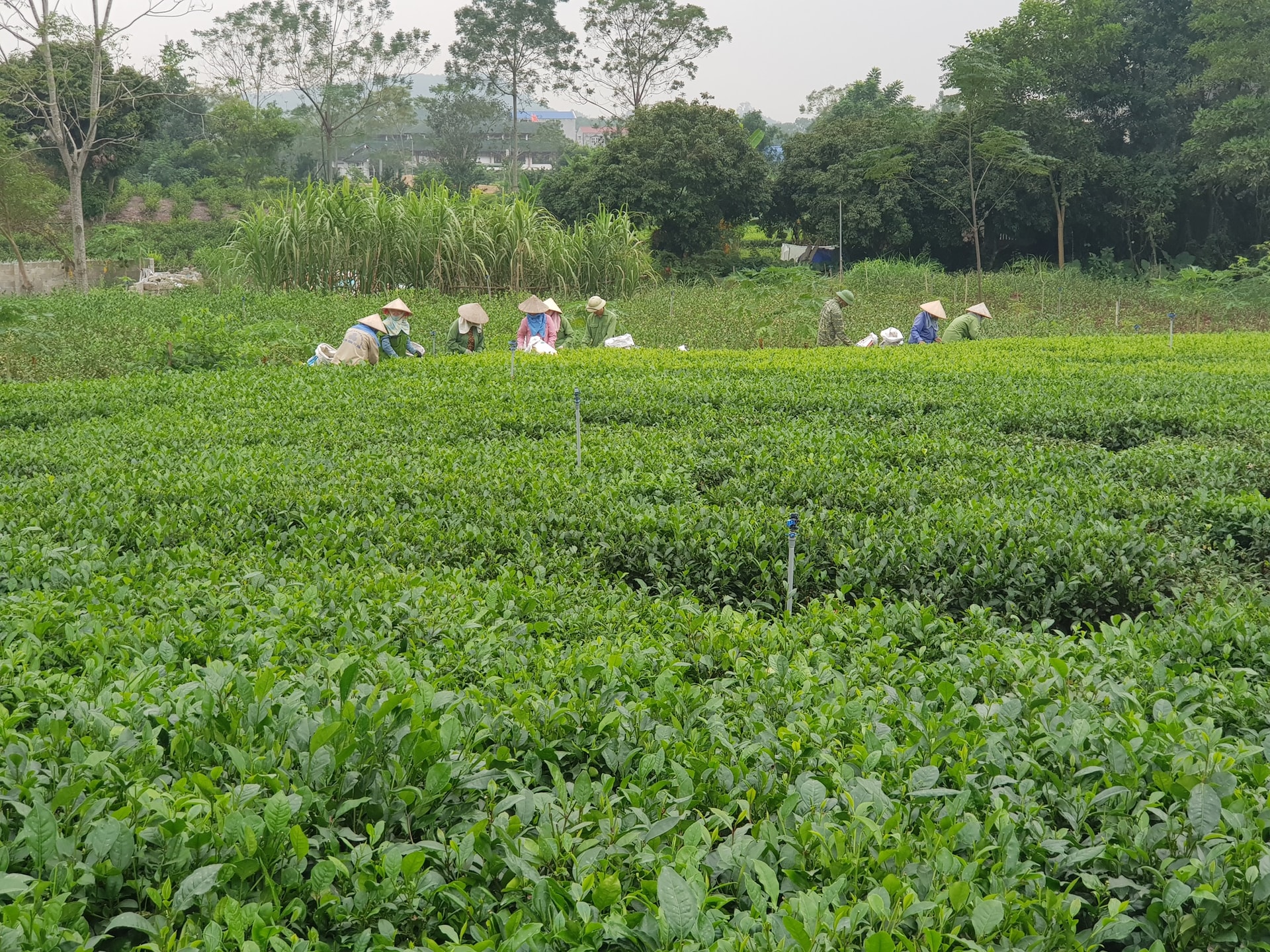 Chuyển đổi số- Nâng cao đời sống, phát triển kinh tế nông thôn  - Ảnh 2.