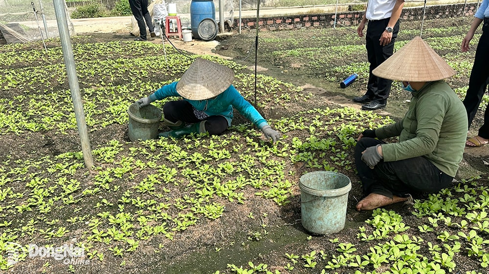 Bà Vũ Thị Lý (xã Xuân Phú, H.Xuân Lộc) đang tỉa rau, chăm sóc rau cho vụ mới